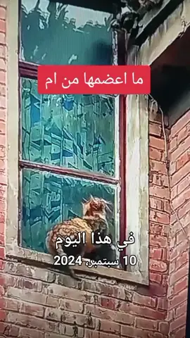 #في هذا اليوم