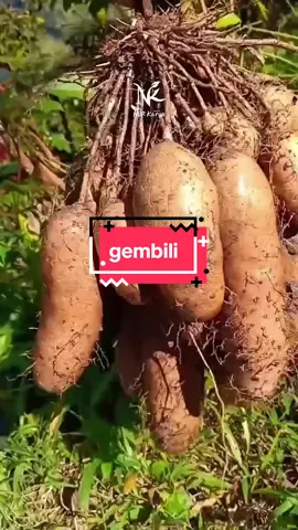 Gembili, Umbi Pangan yang Mulai Dilupakan #fypシ #faktaunik #gembili #ubigembili 