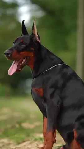 Cậu bé này 9 tháng tuổi 🥰🐕‍🦺 chuẩn bị có 1 chuyến bay từ Nga về Việt Nam , trại chó khổng lồ sẽ có thêm dòng doberman để giao lưu với ae nhé #traichokhongloduyhong #traichokhonglo #dog #bigdog #viralvideo #viraltiktok #yeuthucung #doberman #xuhuong 