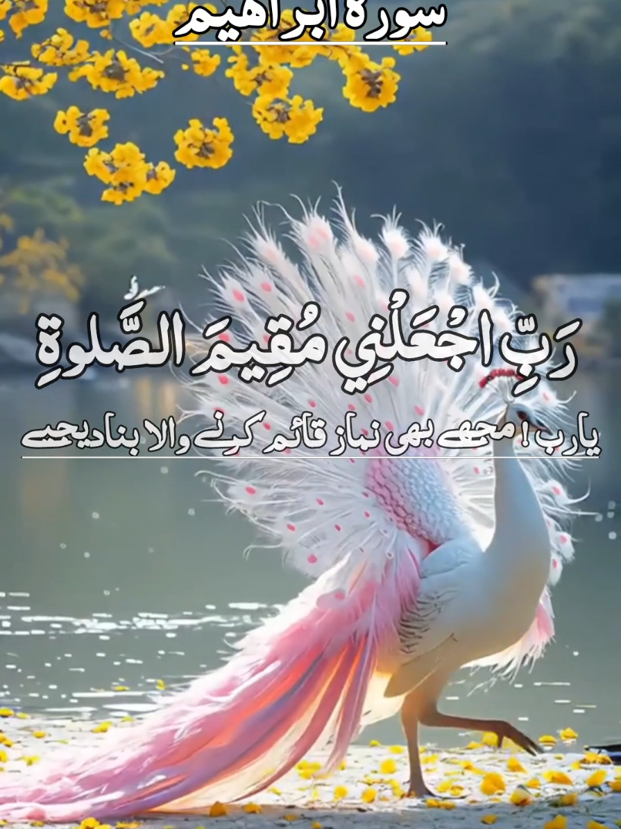 سورہ ابراہیم #tilawatilquran #tilawatilquran #tilawatilquran 