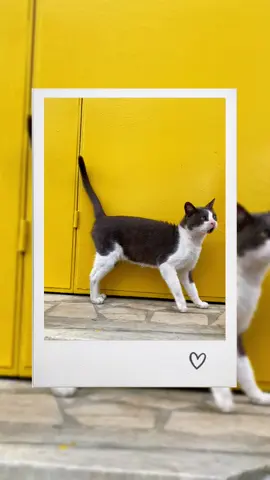 Miyav 🐈‍⬛ #istanbulcats #catlover #cats #Love #miyav 