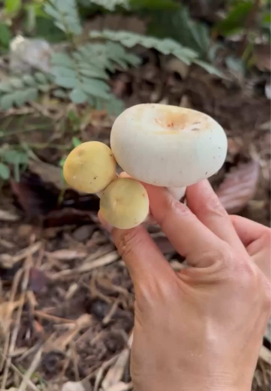 เห็ดหลายคัก ปีนี้เห็ดอยู่เกิดหลายคักจ้า เข้าหาทุกมื้อ พี่น้องเต็มโคก #เก็บเห็ด @บักหล่ายูทูป @อิหล่าพากิน ช่องจริง 