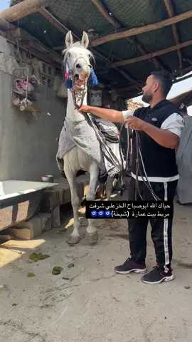 #مربط بيت عمارة #خيل وخيالة  #جميع خيالت العراق @مدرب الخيول سيد عامر @ابو صوف 