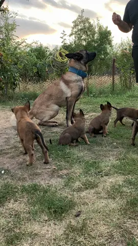 #malinoisbelgian #fyp #devanzare #malinois #fouryou 