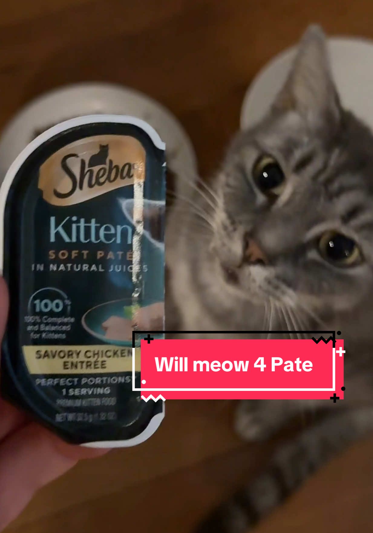 Send Help!! Pancake Oy refuses to eat anything but Kitten Pate.  He bahd?  He guud? #polydactylcat #fyp #catsoftiktok #meow #wellwellwell 