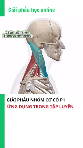 Giải phẫu nhóm cơ CỔ p1 🔥 #anatomy #giaiphau #gymmotivation  #nutritionfitnessbachai