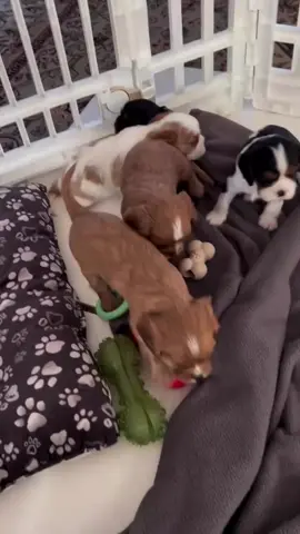 Good Morning! ☀️ 🐶❤️🥰 #cavalierkingcharlesspaniel #cavalier #cavalierlove