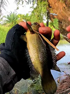 Yq Ampun Betok Jumbo Sampai Dibawak Kedalam #mancingikanbetok #mancingliar #betok #mancing 