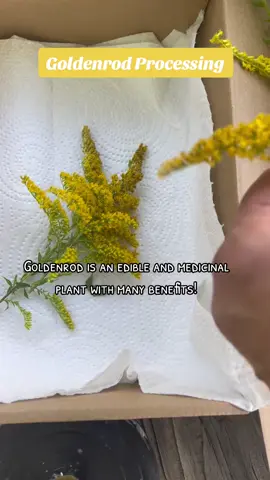 #goldenrod #herbalism #homesteading #tincture 