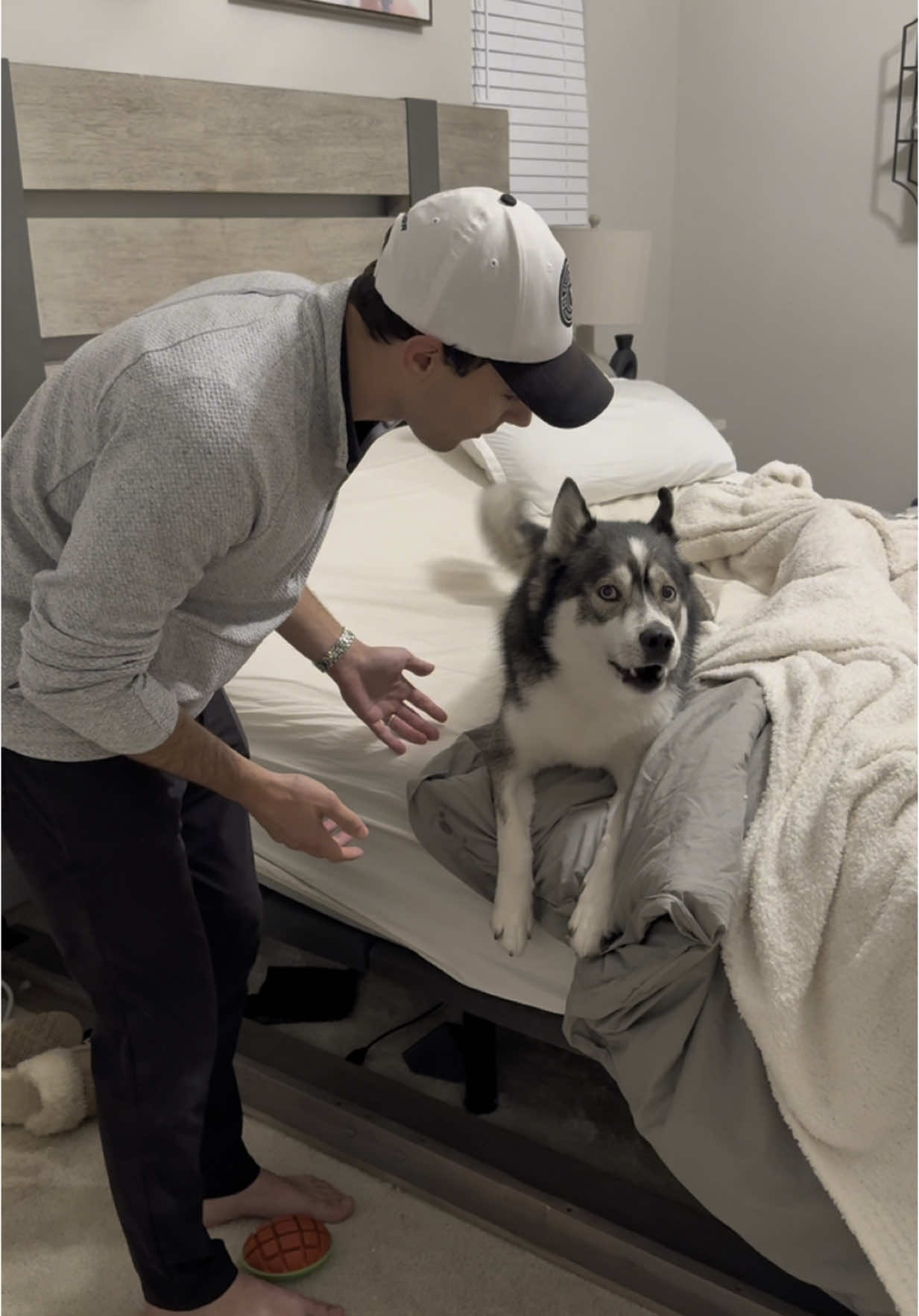 When Blue finds out… the spare is in trouble…  #dogsoftiktok #husky #huskies #dogs #dogsoftiktokviral  IB: @denverlikethedog 