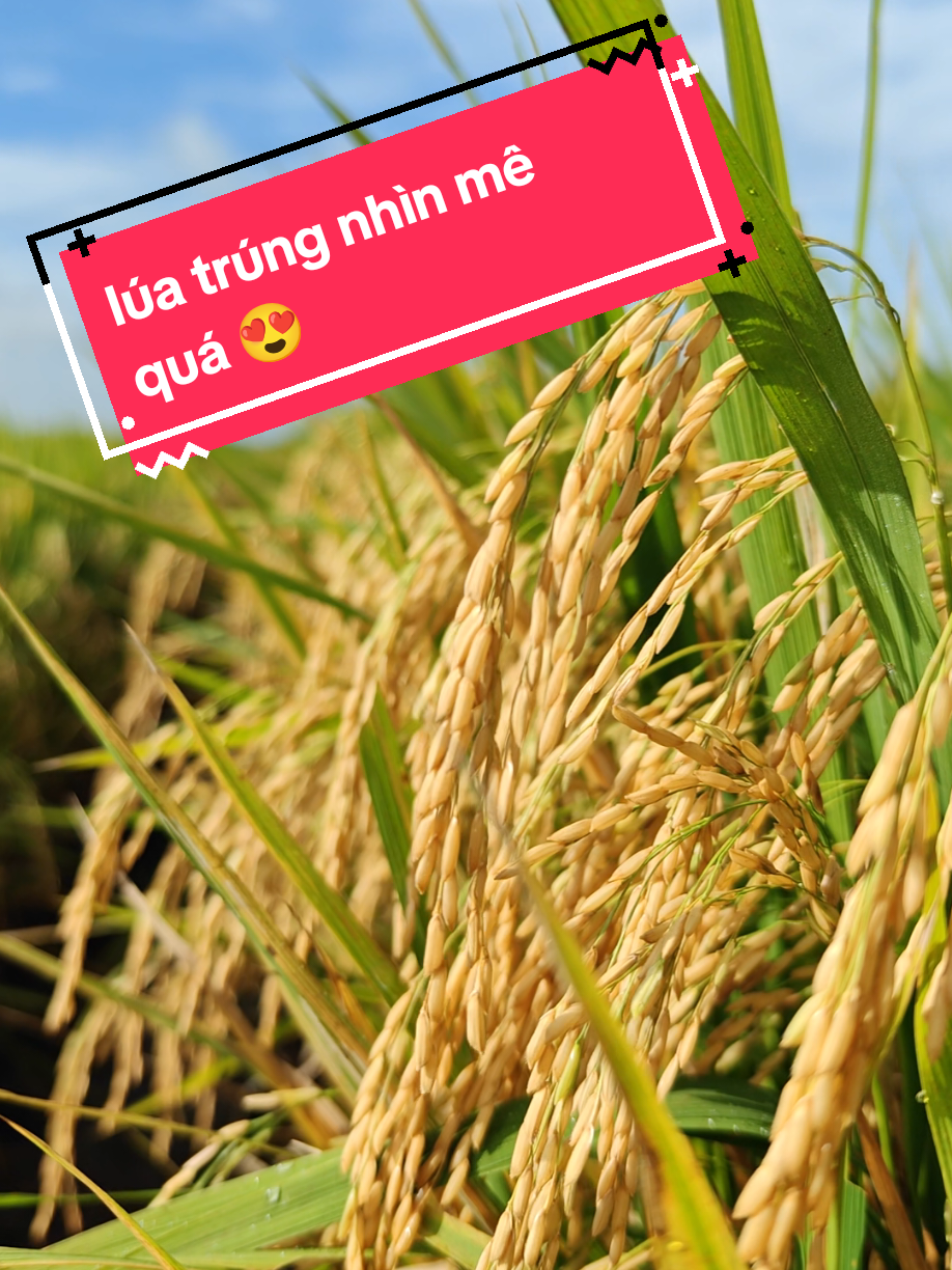 cánh đồng lúa ở Tháp Mười!  #66đồngtháp  #thapmuoi 