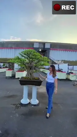 perjalanan bonsai SIANCI