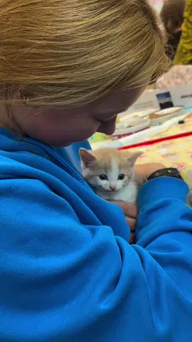 Too cute #catlover #catstiktok #cutecats #fyp #foryoupage❤️❤️ 