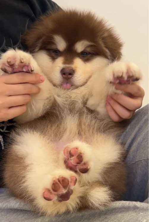 Alaskan malamute #dog #dogsoftiktok #funnyvideos #happy #animals #cute #