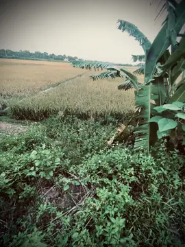 “幸福不是一个目的地,而是一种行走的方 式。 