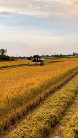 Lai rai đủ sống qua ngày @Hoàng Anh 95🇰🇭🚜🌾 @95 Du Ba Nhót 🚜🇹🇭 