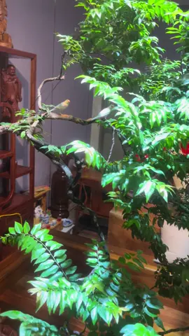 Ngắm hết ngày ko chán 