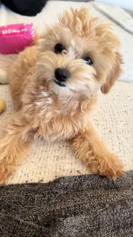 Mummy play with me! #playfulpuppy #maltipoo #puppydog #puppylife #dogsoftiktok 