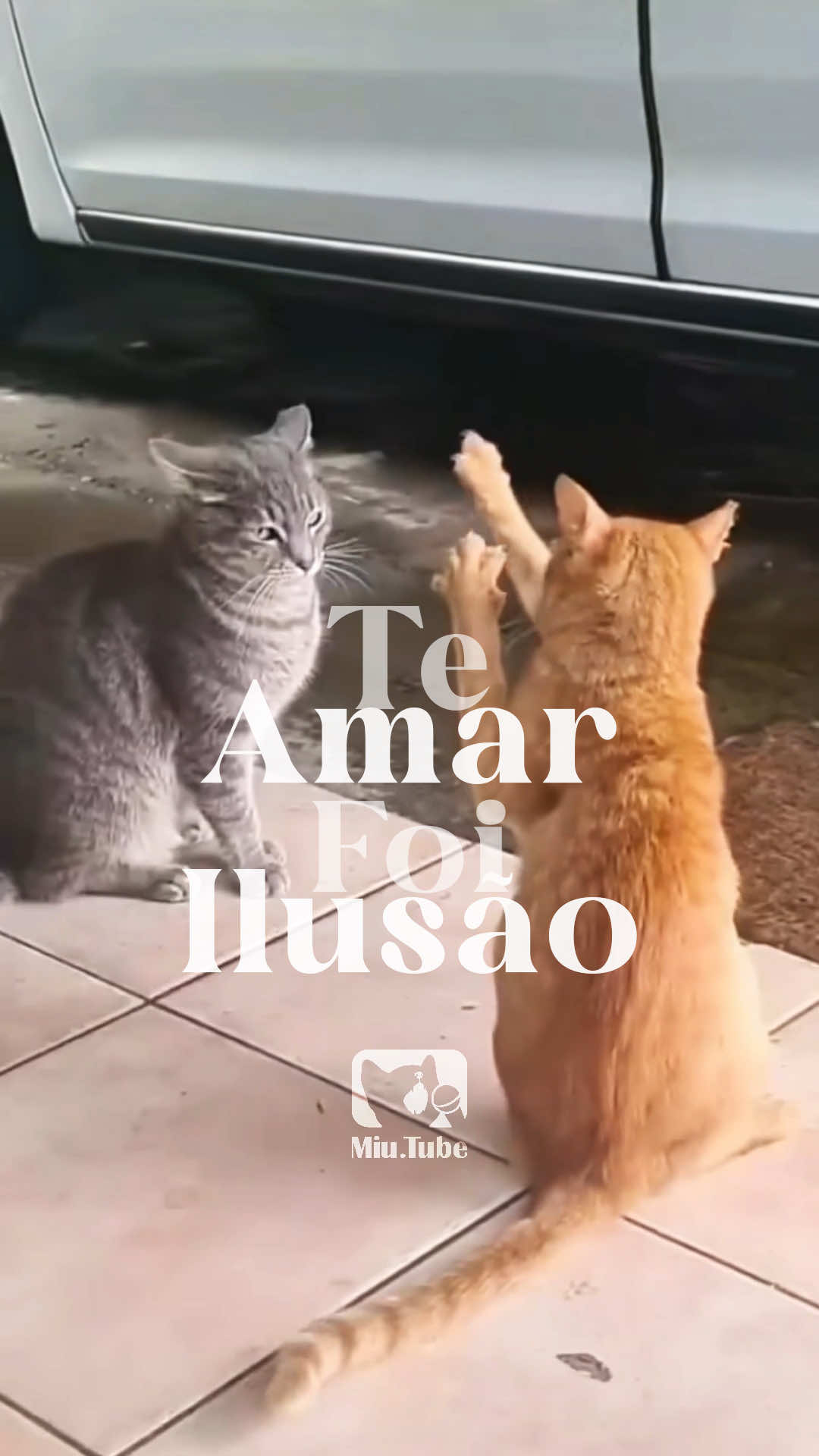 ฅ^🌀⩊🌀^ ฅ  #Memes #Gatos #Sertanejo