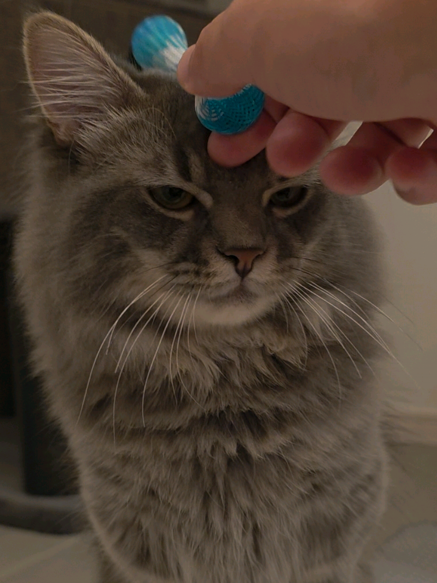 歯磨きアイテム買ってきたよ！🦷✨ #猫 #猫のいる暮らし  #マンチカン 