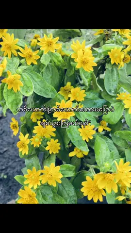 ရည်းစားတော့ရည်းစားပဲ ဒါပေမယ့်စကားမပြောဘူး”#fyyyyyyyyyyyyyyyy #fpyシ #foryou #စာတို #ကြေကွဲလူငယ်၄ 