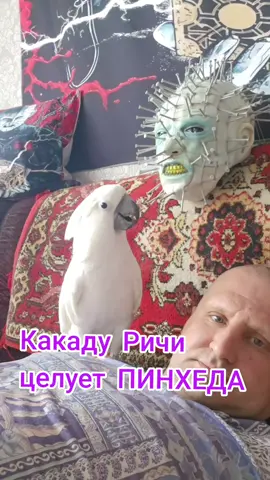 Какаду Ричи целует ПИНХЕДА #какаду #какадуальба #пинхед #hellraiser 