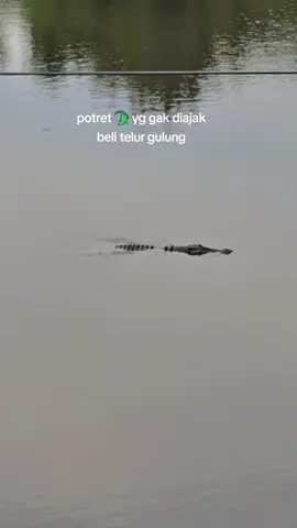 #telurgulung 