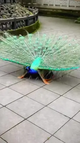 Peacock danc short #birds #animal #birds #nature #mustwatch 