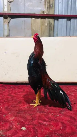 Piyasada horozmu kalmadı salın yorumlara horozları😉 . #keşfet #fyp #hinthorozu #hintçi #hintçi 