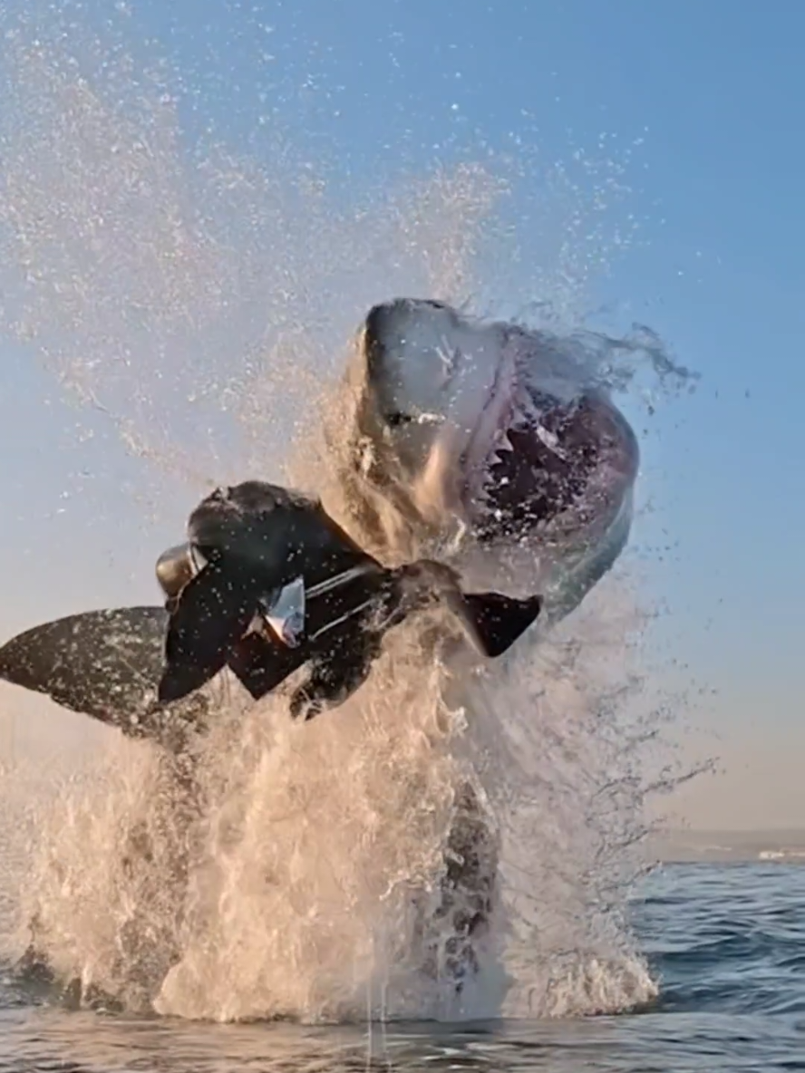 Cá mập trắng có thể bơi với tốc độ tối đa bao nhiêu?.#camap #dongvat 