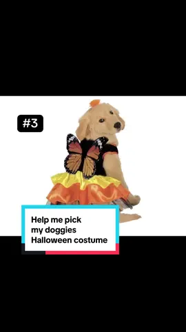 Which one is the cutest #halloweencostume #dogsoftiktok #goldenretriever #furbaby 