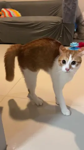 อยากลองฝึกเป็นแมวเปรตเบาๆ😼#แมว #cat #แมวจรอัพเกรด #แมวตลก #แมวเปรตของแม่ 