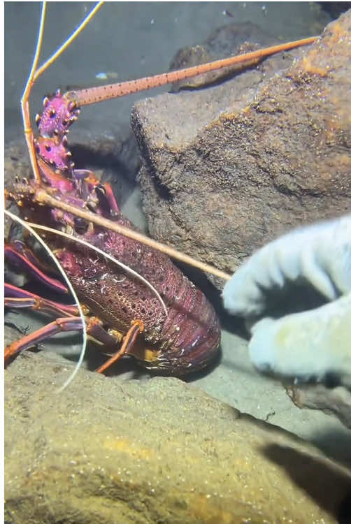 Such a beautiful lobster!#fishing #seafood #fyp #gotosea #lobster 