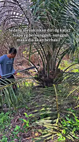 Man jadda wajada 💪🌴 #petaniindonesia🇮🇩🇮🇩🇮🇩🌿🌿 #sawitsumatraindonesia🌴🌴🌴 #petanimuda #CapCut 