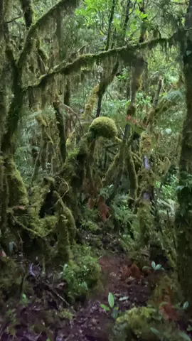 entering the mossy forest of Mt. Kilakiron⛰️ #mossyforest #hiketok 