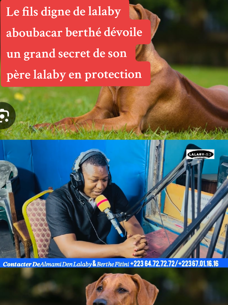 #leprincedelalabyjunior mohamed lalaby wattsapp 00223 64727272 