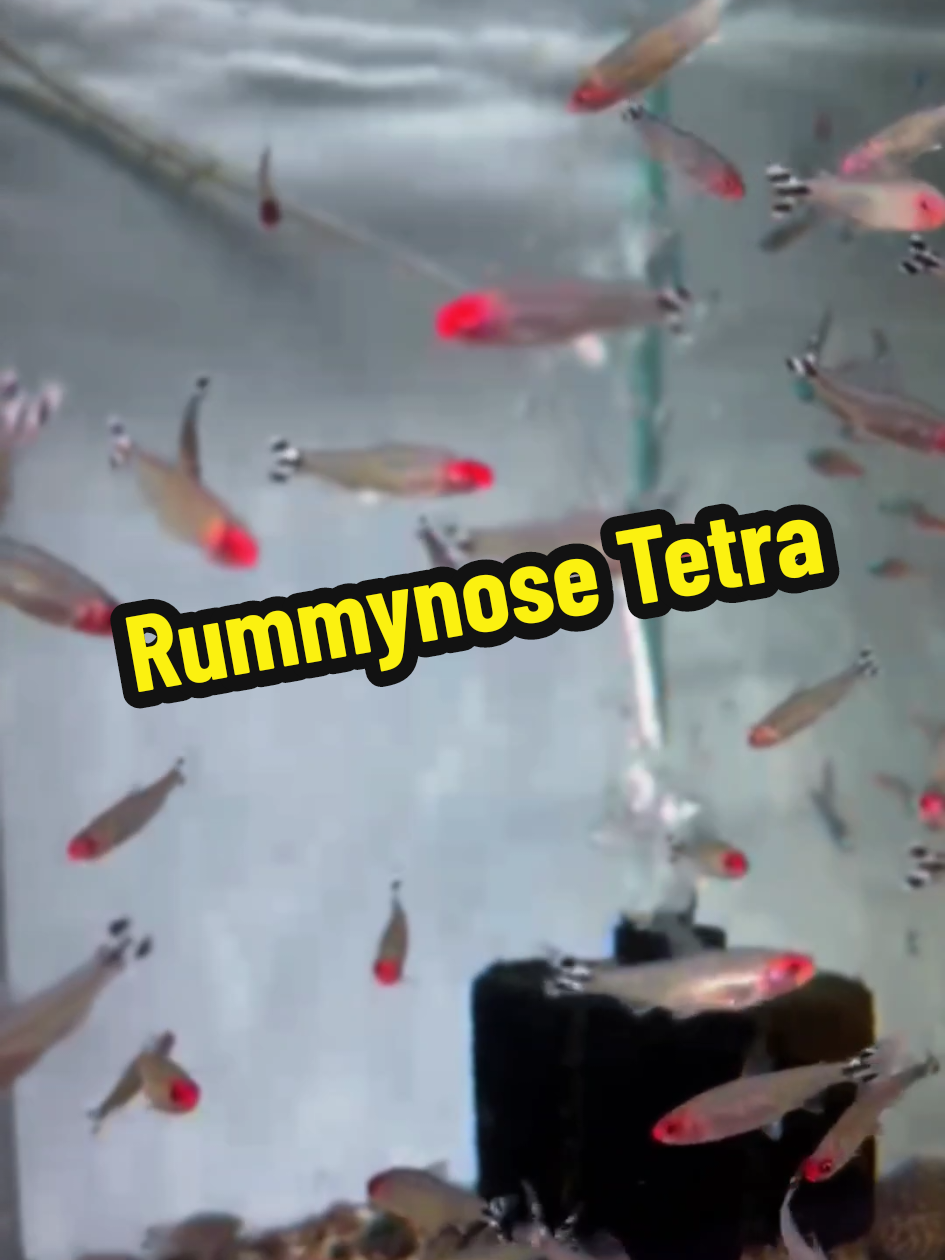 💕 Merah kepala mak ngah #petshopsungaipetani #kedaiikansungaipetani #tetrafish #aquascape #cutefish #sungaipetani #kedahdarulaman 