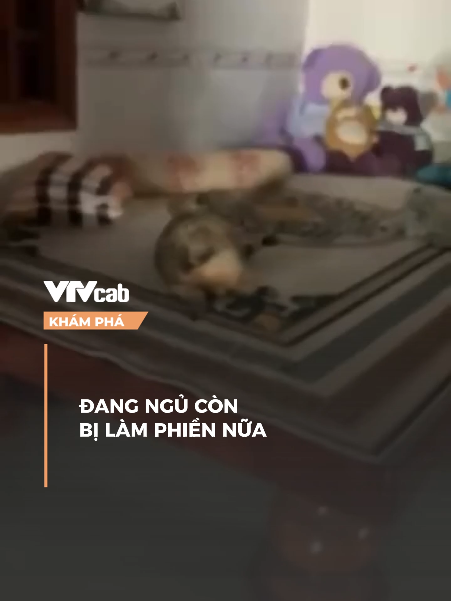 Phiền hết cả mèo #vtvcab #vtvcabkhampha #xuhuong #khampha #nqh