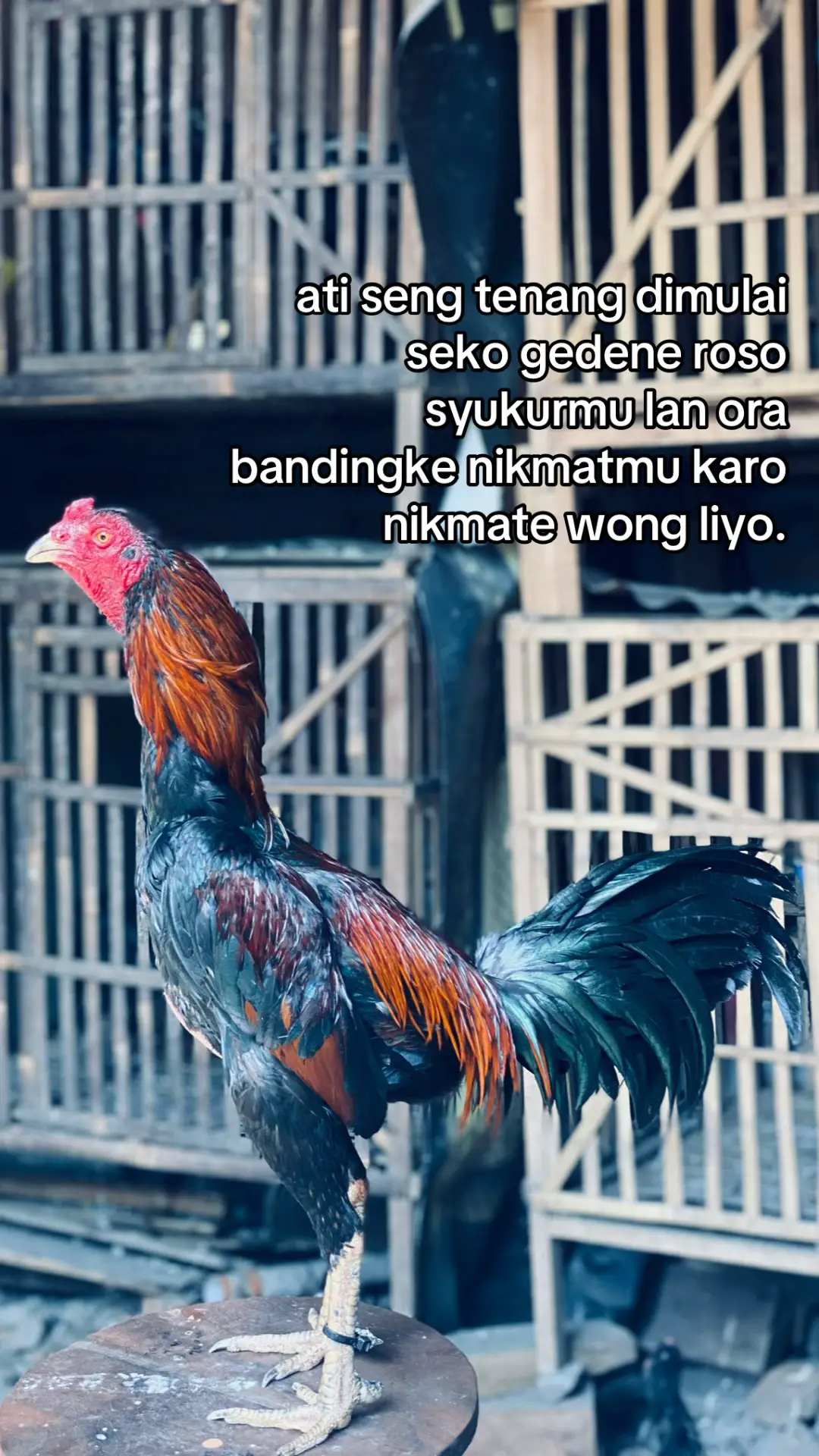 #ayambangkokindinesia #ayambangkoksuper #jagojowo80 #ayampama #ayamimport 