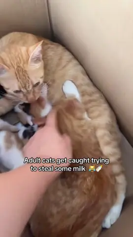 (Subscribe to see my next posts)   #animalsoftiktok #cute #cats #cattok #petlovers   