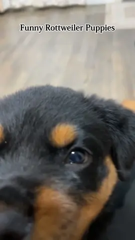 Rottweiler puppy #RottweilerPuppy #RottiesOfTikTok #RottieMoments #FunnyDogMoments #PuppyChaos #DogComedy #PetTok #FYP #ViralPets #FallPuppyVibes 