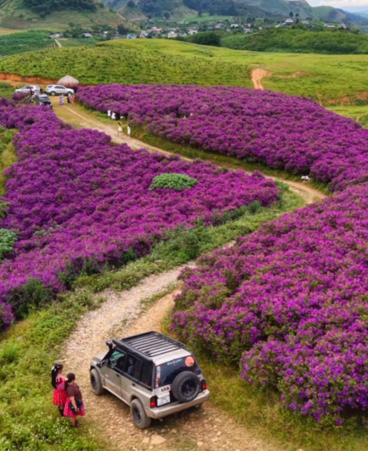 Đồi sim suối bon - Vân hồ hôm nay đông vui quá #xuhuong #dulichmocchau #canhdepmocchau #mocchauchill #luymocchau 