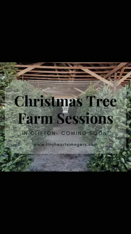 ✨🎄 Tiny Hearts Imagery has something magical coming your way! 🎄✨ We’re giving you a little sneak peek… Petite Christmas Tree Farm Sessions! 🌲📸 Spots will be limited, so keep an eye on your inbox for all the details — you won’t want to miss it! 💌 ✨ Get ready to book your family’s holiday memories soon! ✨ #photography #christmas #MomsofTikTok #comingsoon #familyphotography 