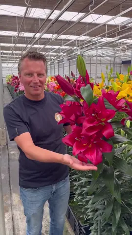 Change of season is coming and at @Bredefleur we‘re searching for new warm colored varieties for you at one our bulb growers Always ready to surprise you! What do you think of these special lilies, should we consider producing one of these? Please let us know in the comments!  #Lilies #lily @thusdofficial @Thursd 