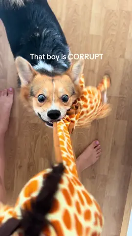 My crazy bun😂 #dog #corgis #dogperson #dogowner 