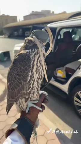 جير شاهين فرخ #صيد #حباره #تصويري #مقناص #زرقي 
