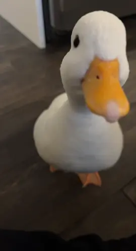 He’s such a cutie 🥰  #ducks #ducksoftiktok #cute #ducklife #animallovers 
