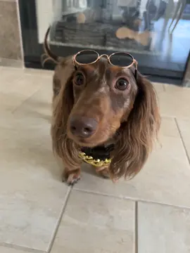 #dachshund #dogsoftiktok #shortlegs 