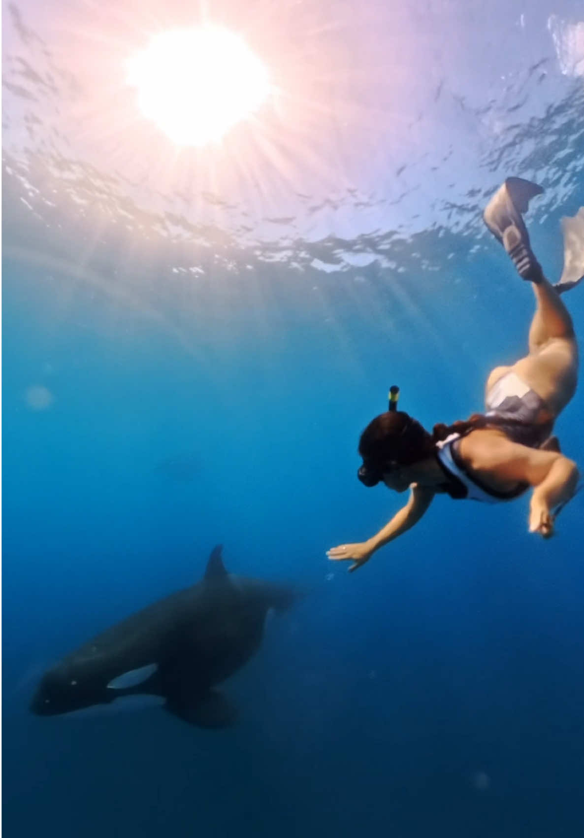 one hell of a week 🐬🐋🐢🦭🐠🙌🏽✨🩵 #fyp #oceanlover #freediving #orcas #whales @insta360 official 