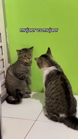 perebutan tahta mujaer😼 #kucingmujaer #catlover #fypage #catsoftiktok #viral 